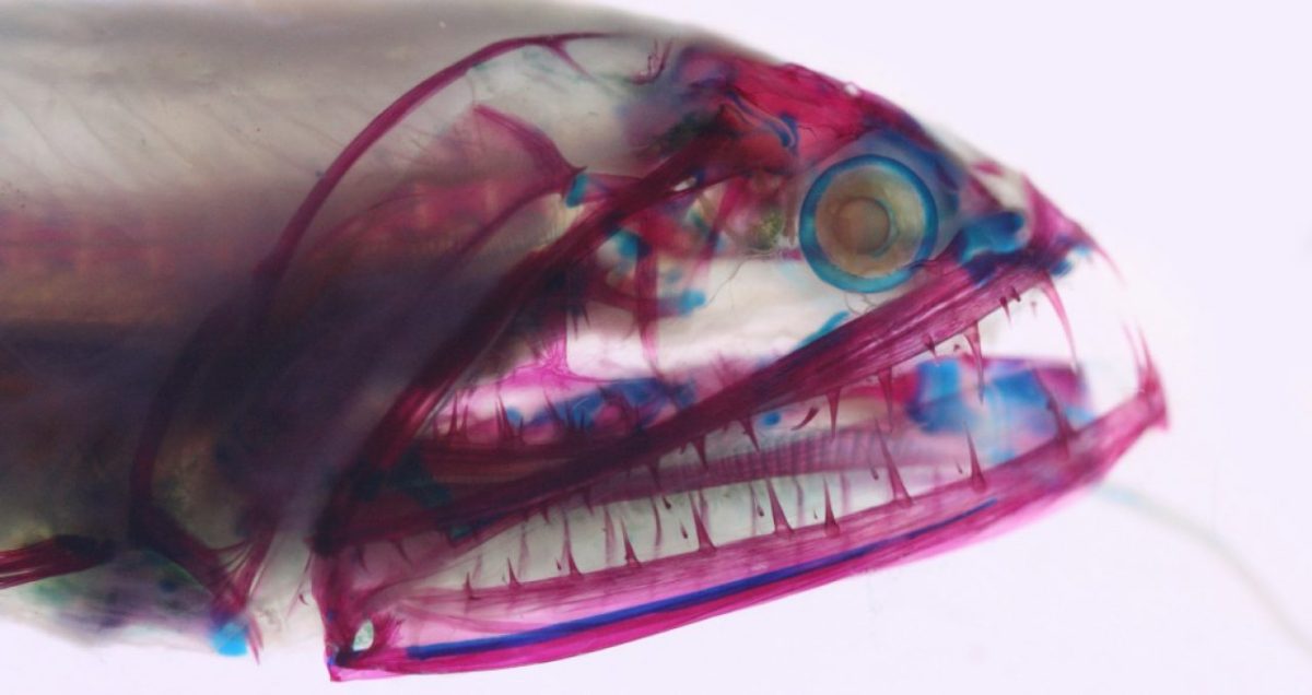 Clearing and Staining Fishes (equal parts science & art)