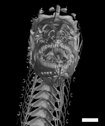 AMNHPythonichthys, assym front B