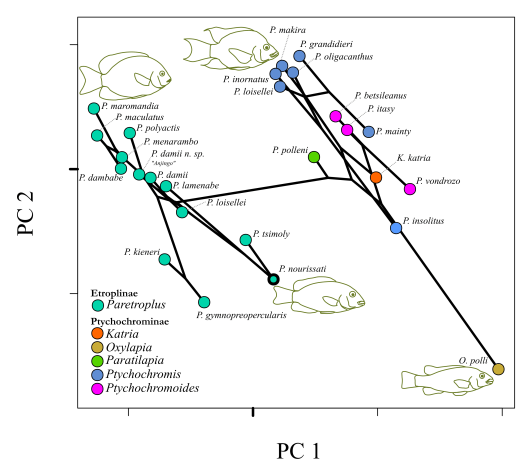 cichlid body phylomorphospace copy