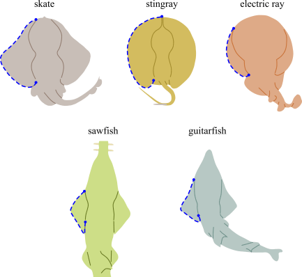 shark outline (defense)