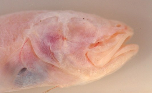 thumb_IMG_6165_1024 copy